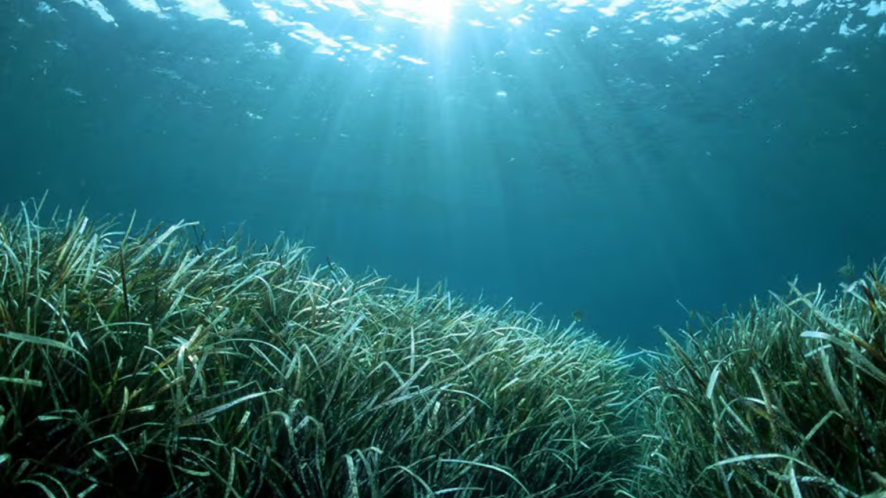 Navigation durable en mer : vers une croisière plus respectueuse de l’environnement Navigation durable en mer : vers une croisière plus respectueuse de l’environnement